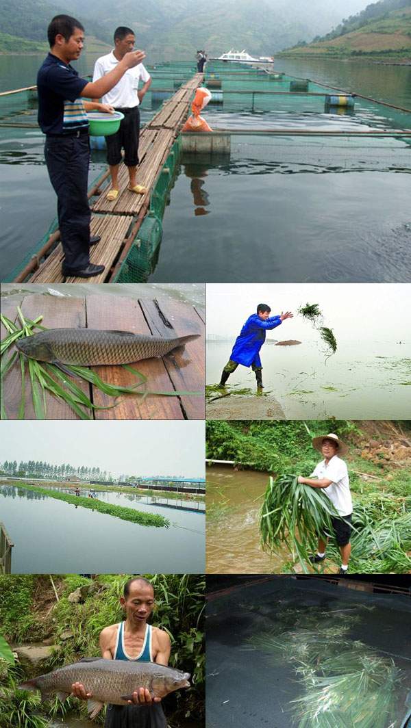 養(yǎng)魚牧草品種