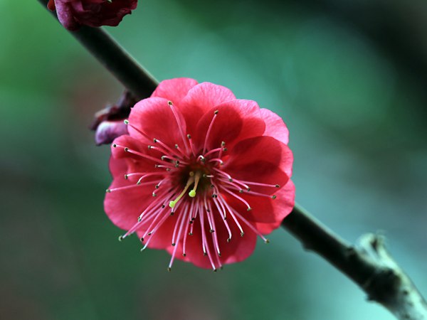 紅梅花一般什么時候開花？