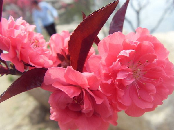 紅葉碧桃花期有多長，幾月份開花？