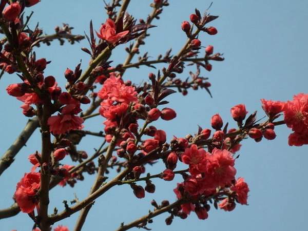 紅葉碧桃花期有多長，幾月份開花？