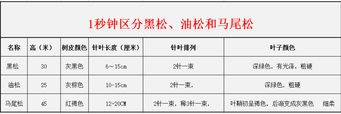 1秒鐘區(qū)分黑松、油松和馬尾松