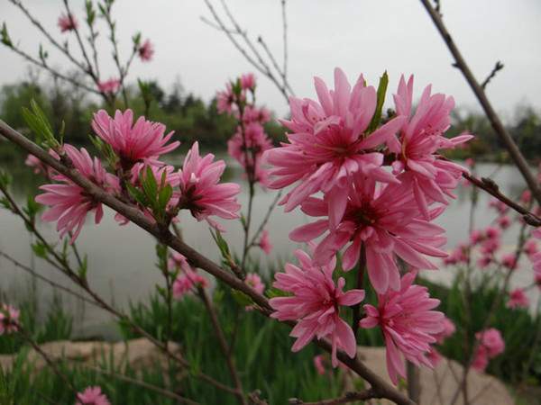 菊花碧桃--長景園林