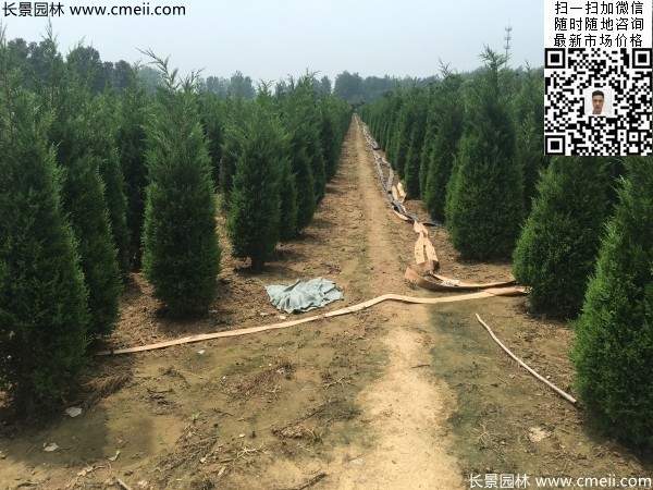 高度2.2米2.3米蜀檜大量供應公路綠化植物