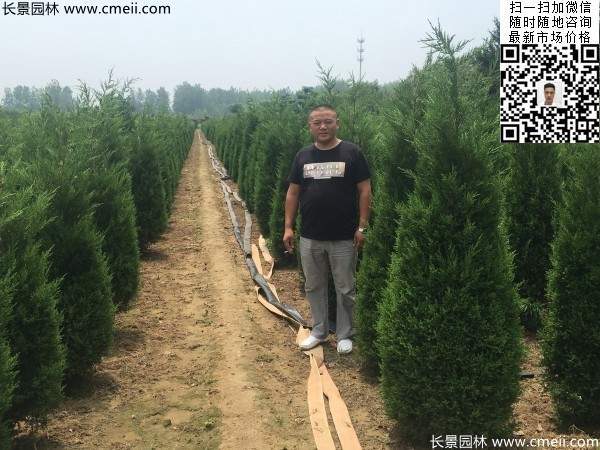 高度2.2米2.3米蜀檜大量供應公路綠化植物