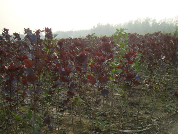 全紅楊基地全紅楊苗木圖片