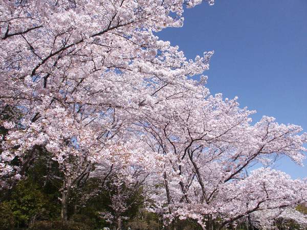 染井吉野