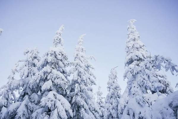 見過這樣的雪松造型樹嗎？美到你想不到