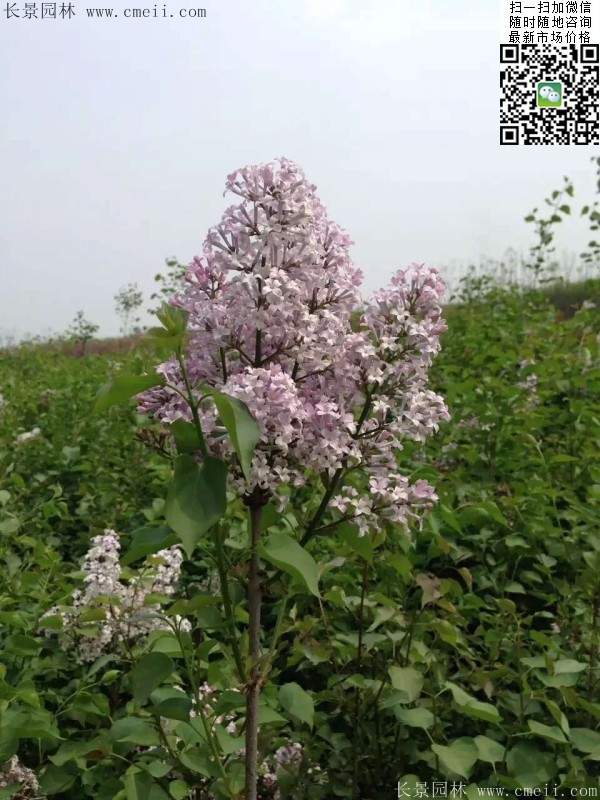 丁香花