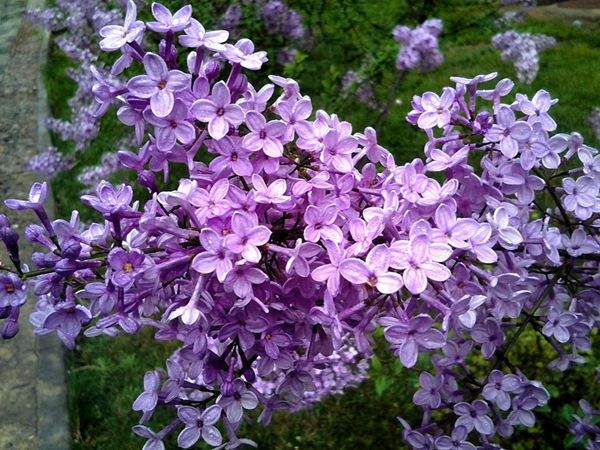 丁香花