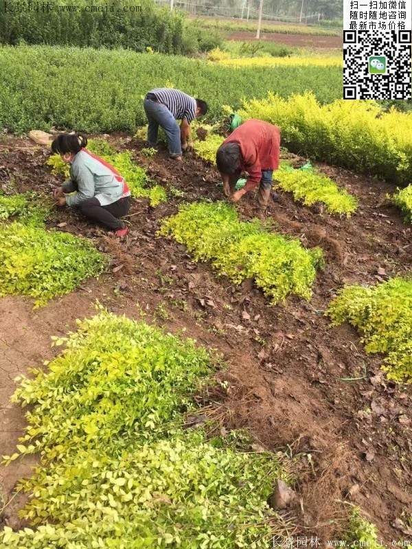 金葉女貞--長景園林