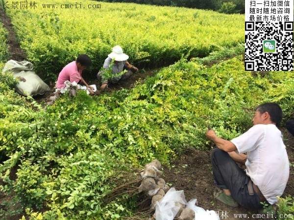 金葉女貞--長景園林