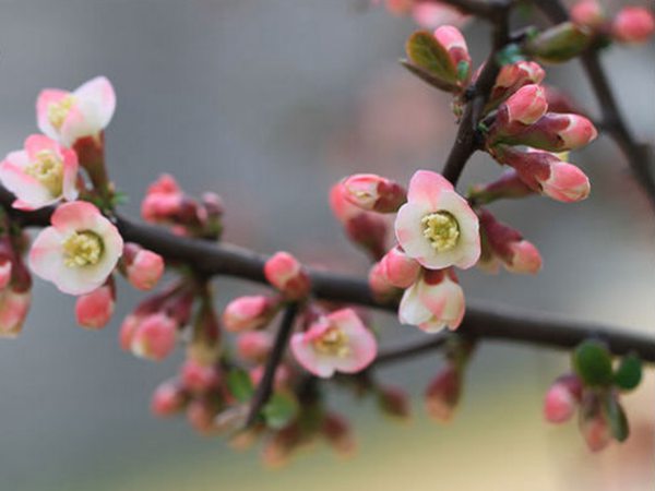 木瓜海棠花