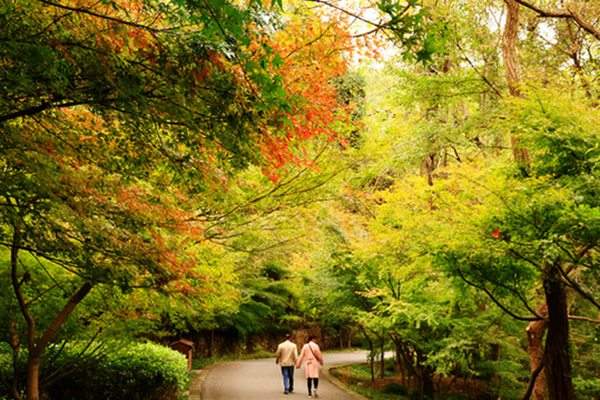 秋季園林中的紅楓