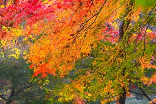 秋季園林中的紅楓