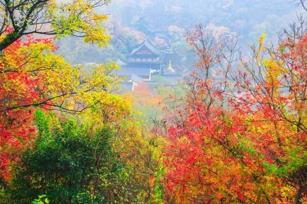 秋季園林中的紅楓