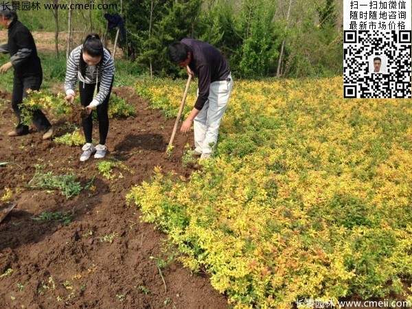 繡線菊