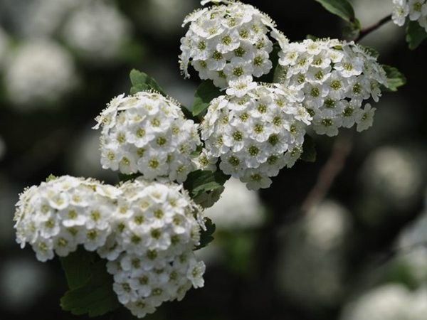 繡球繡線菊