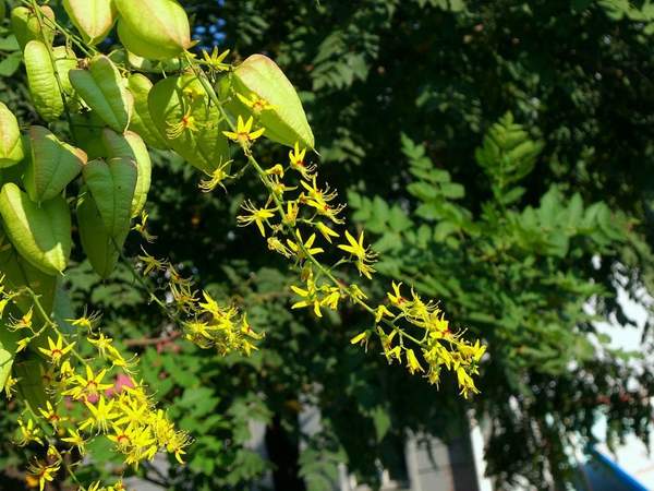 欒樹(shù)花