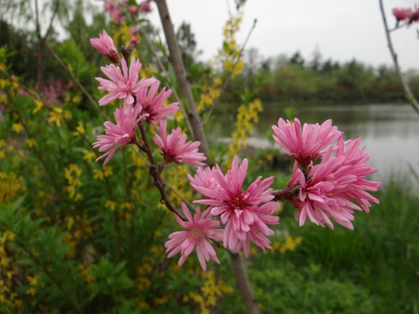 菊花碧桃