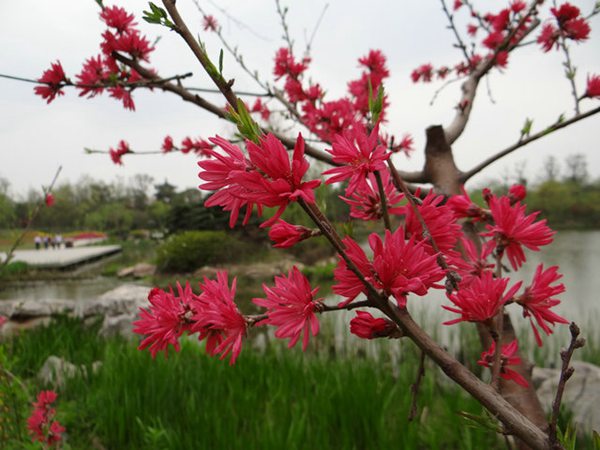 菊花碧桃