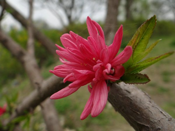 菊花碧桃