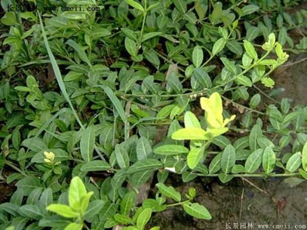 沭陽扶芳藤種植基地