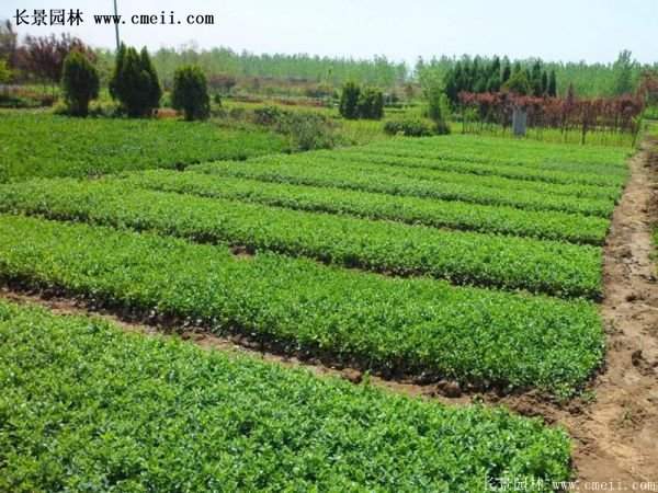 沭陽(yáng)速生扶芳藤