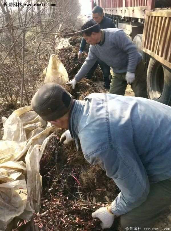 沭陽(yáng)低價(jià)扶芳藤