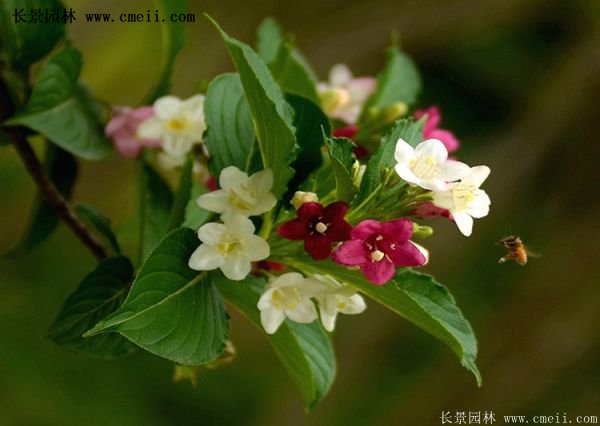 沭陽紅王子錦帶基地照片