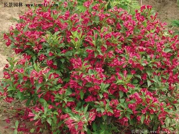 沭陽紅王子錦帶花基地