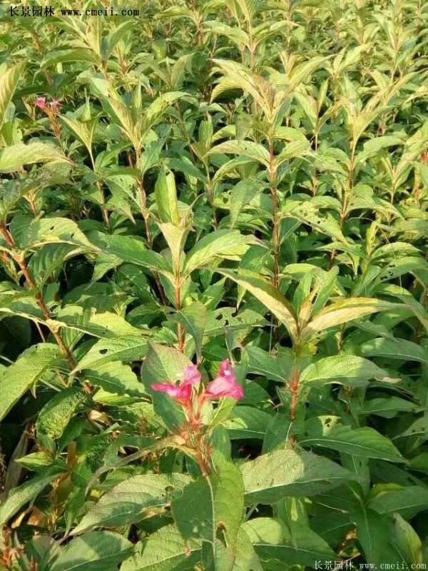 沭陽紅王子錦帶花基地