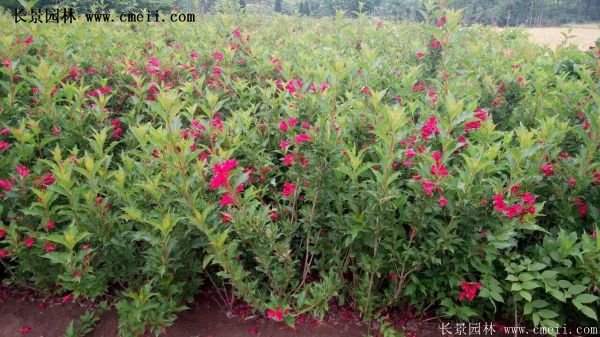 沭陽紅王子錦帶花基地