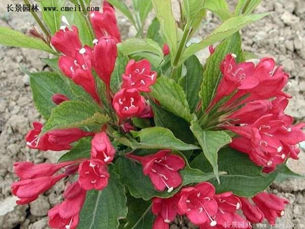 沭陽紅王子錦帶花基地