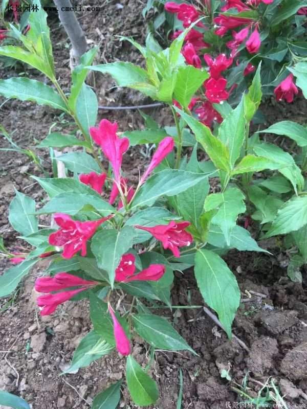 沭陽“三省”的紅王子錦帶花的價格表