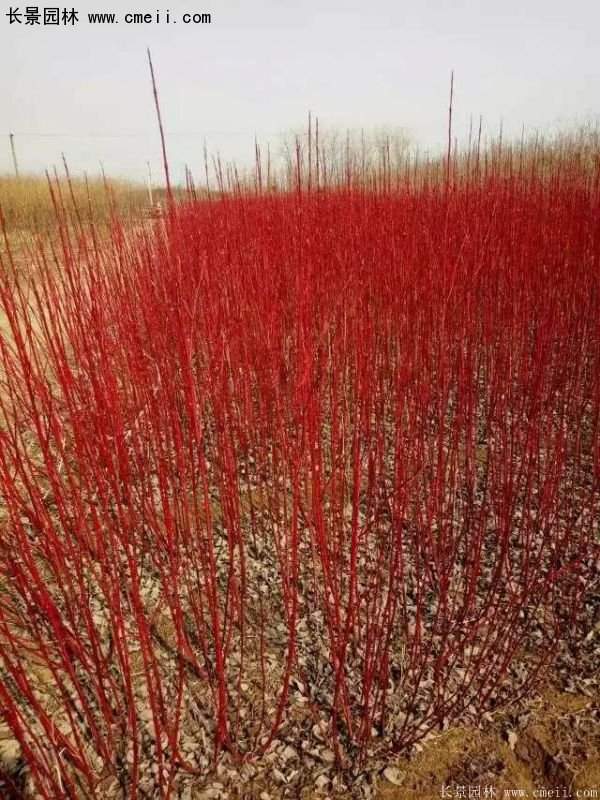 沭陽(yáng)紅瑞木基地