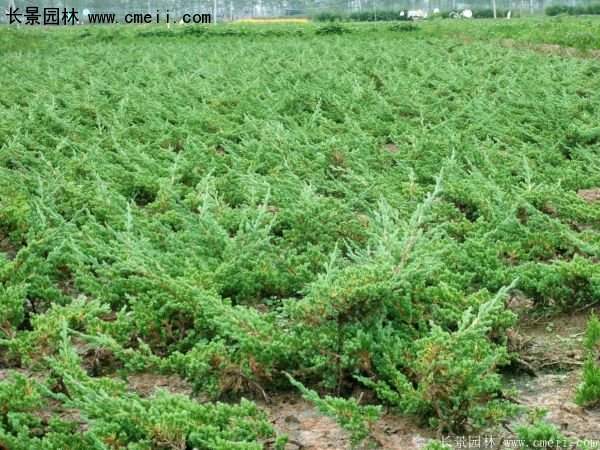 沭陽30-80冠幅地柏苗