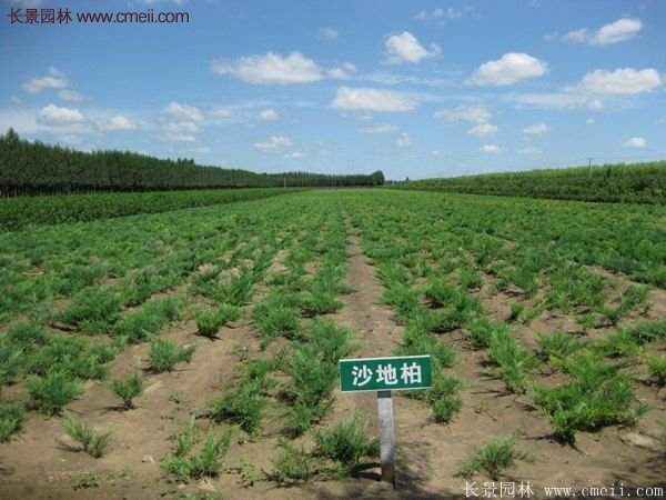 沭陽沙地柏