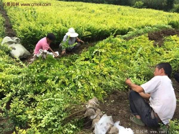 沭陽基地的金葉女貞