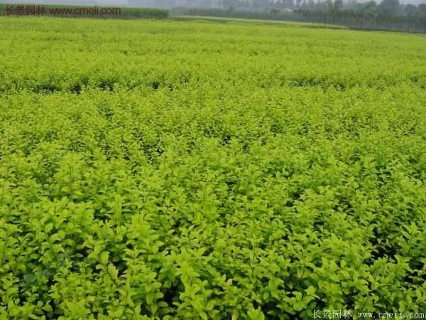 沭陽(yáng)基地的金葉女貞