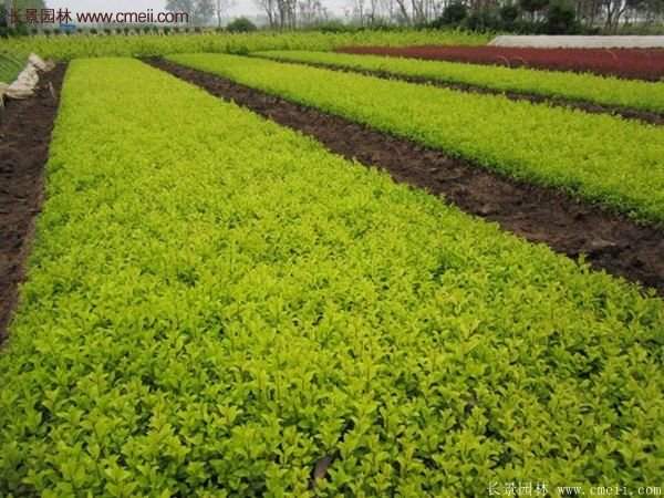 沭陽(yáng)基地的金葉女貞