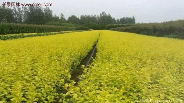 沭陽(yáng)基地的金葉女貞