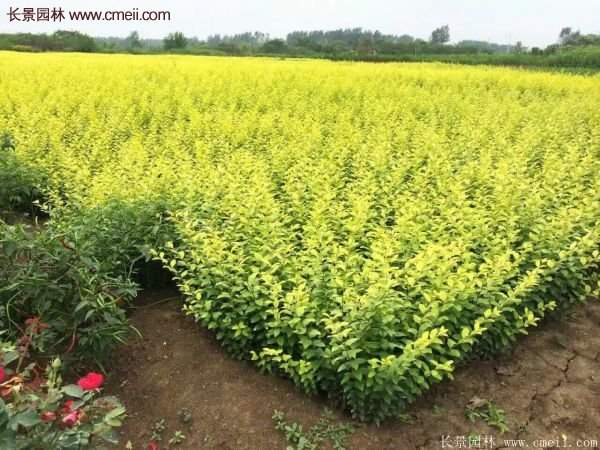 沭陽(yáng)基地的金葉女貞