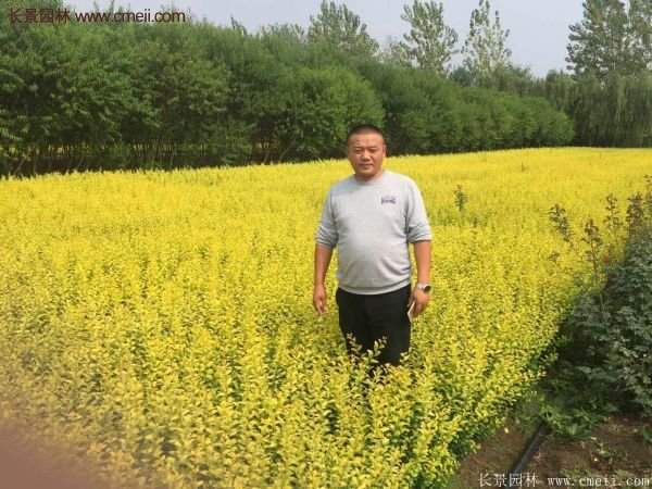 沭陽(yáng)基地的金葉女貞