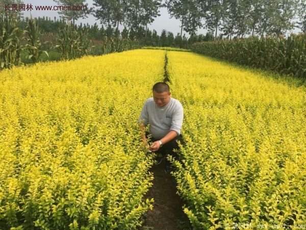 沭陽(yáng)基地的金葉女貞