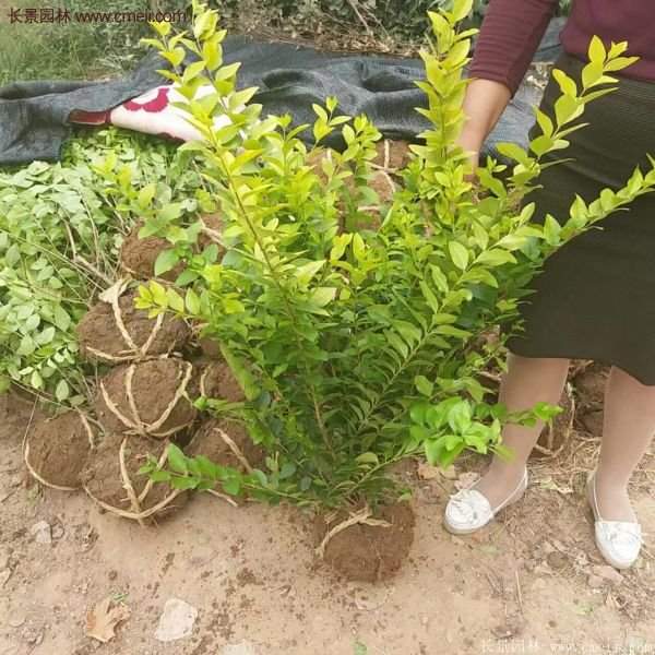 沭陽基地的金葉女貞球