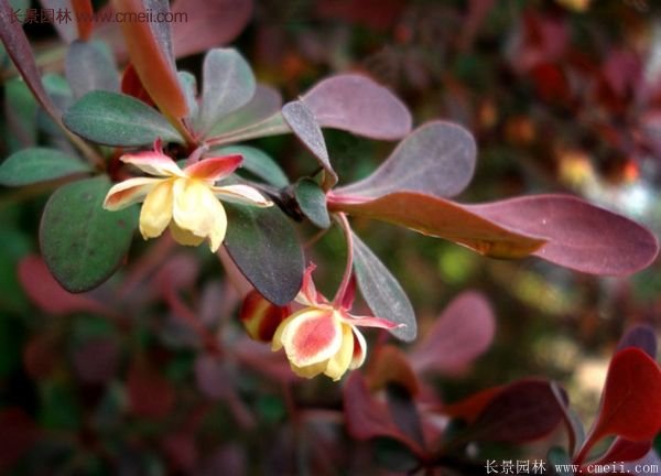 沭陽(yáng)紅葉小檗苗