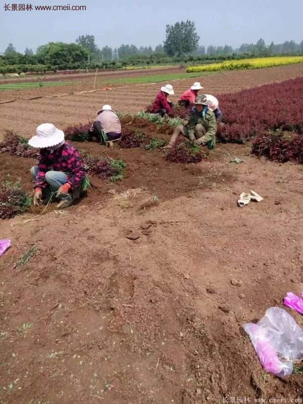 紅葉小檗基地