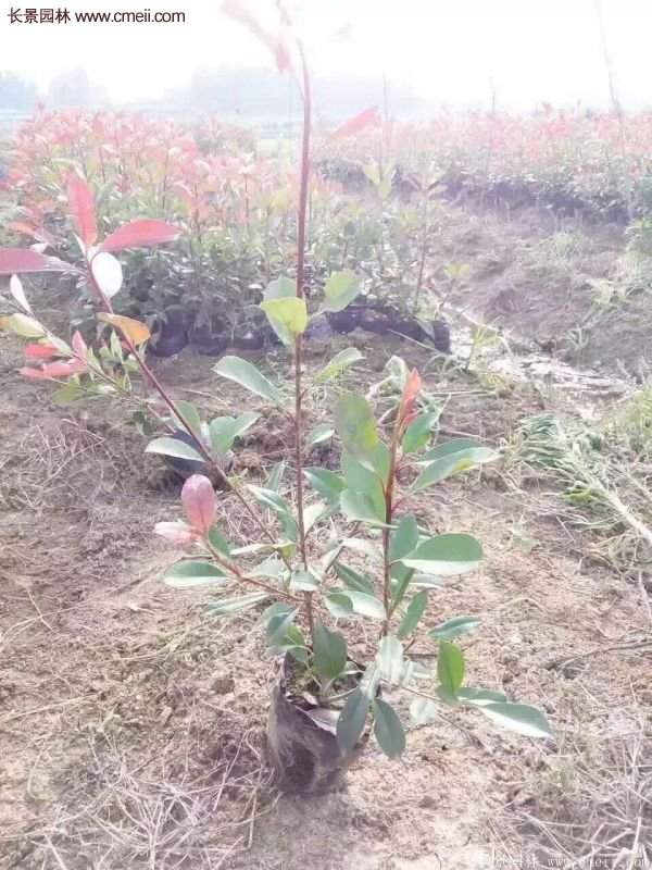 沭陽紅葉石楠基地