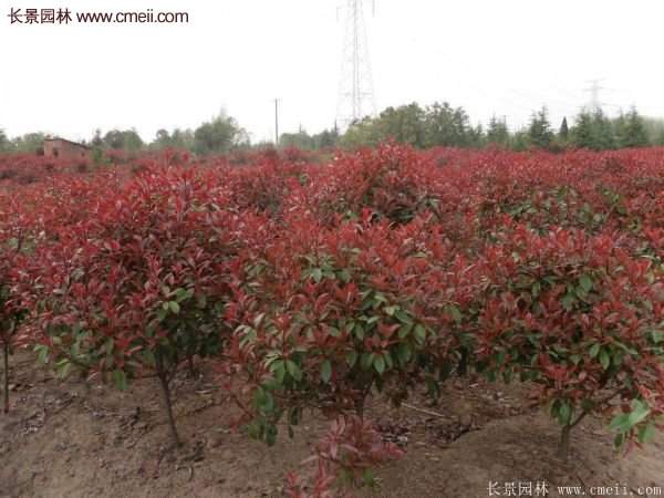 沭陽基地的紅葉石楠球、高桿紅葉石楠