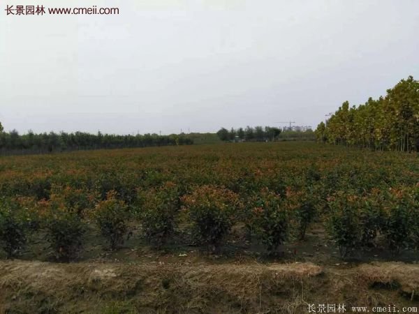 沭陽基地紅葉石楠各種規(guī)格的價格表